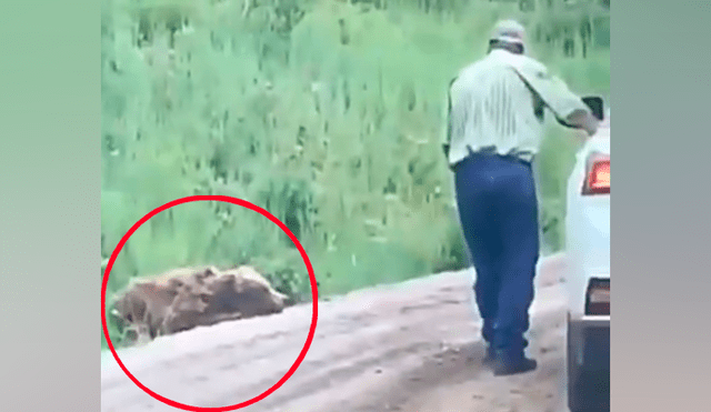 Hombre se acerca a enorme oso herido, lo acaricia y se lleva tremendo susto [VIDEO] 