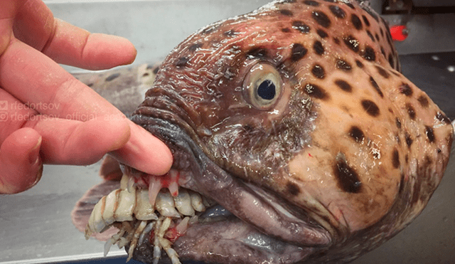 Vía Facebook: terroríficas criaturas marinas fueron halladas por pescador ruso y fotos asustan a miles [FOTOS]