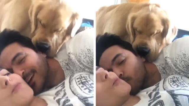 Facebook viral: perro tiene épica reacción al ver a pareja en 'situación íntima' [VIDEO]
