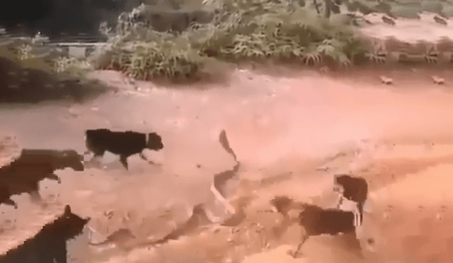 Feroces perros se enfrentan con enorme serpiente que ingresó a casa de su amo.