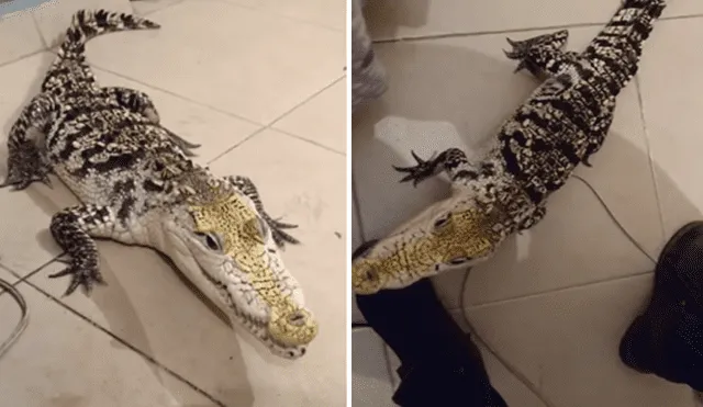 Hombre adiestra a cocodrilo y lo convierte en una obediente mascota, hecho que sorprendió a miles de YouTube.