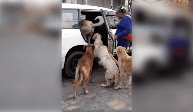 Video es viral en Facebook. La mujer se ganó los aplausos de miles de personas, luego de que adoptara a estos 8 perros que entraron de forma muy ordenada al taxi. Foto: Captura.