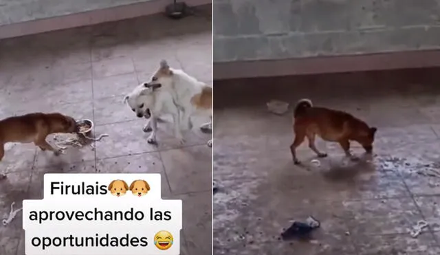 Desliza las imágenes para ver más sobre esta divertida escena entre un astuto can y otros dos perros 'egoistas'. Foto: captura de TikTok