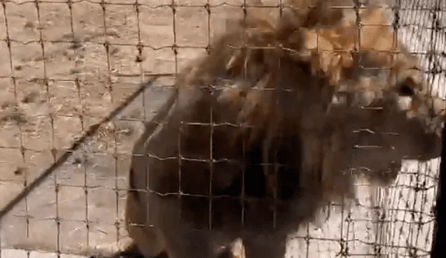 Vía YouTube: león es separado de su pareja en celo y enfurece con su amo [VIDEO]