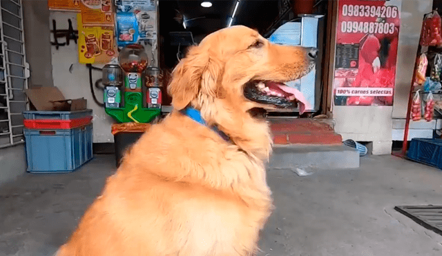 Desliza las imágenes para saber la historia de Zeus, un perro que acude a las tiendas y ayuda en casa. Foto: Primer Impacto.