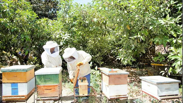 Moquegua: Agricultores de Omate crían abejas para mejorar sus cultivos