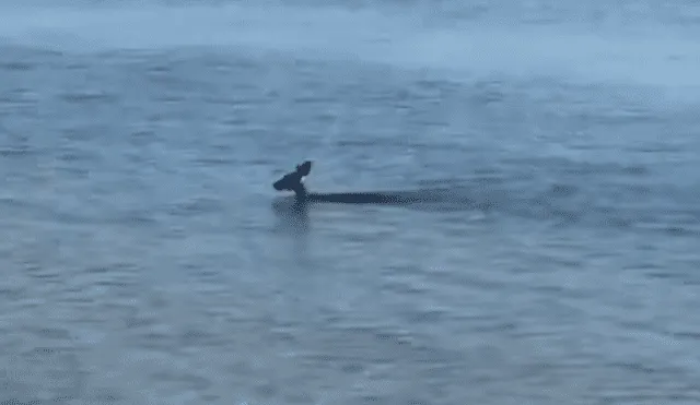 Vía YouTube: turista queda espantado al ver que 'misteriosa criatura' salta del mar para huir por tierra [VIDEO]
