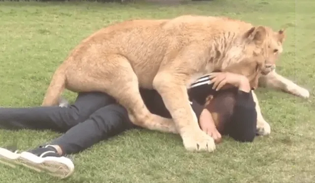 En Facebook se compartió un video que muestra la reacción que tuvo un león al toparse con un hombre.