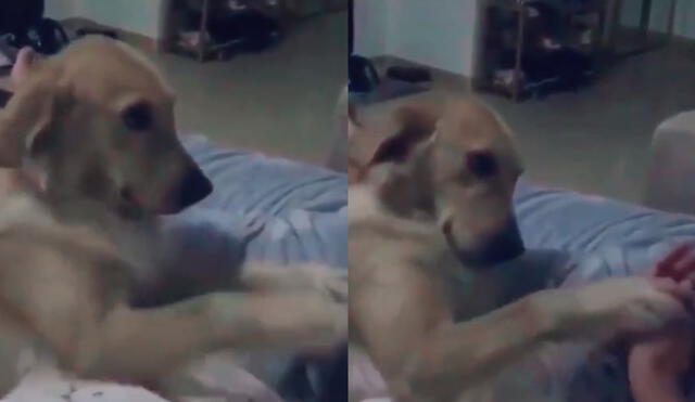 Desliza las imágenes para ver más sobre esta tierna escena entre un perro y su dueño. (Foto: captura / TikTok)