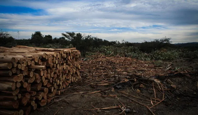 Entre el 15 de marzo y el 15 de marzo se perdieron 7.119 hectáreas de bosques amazónicos. Foto: Minam.