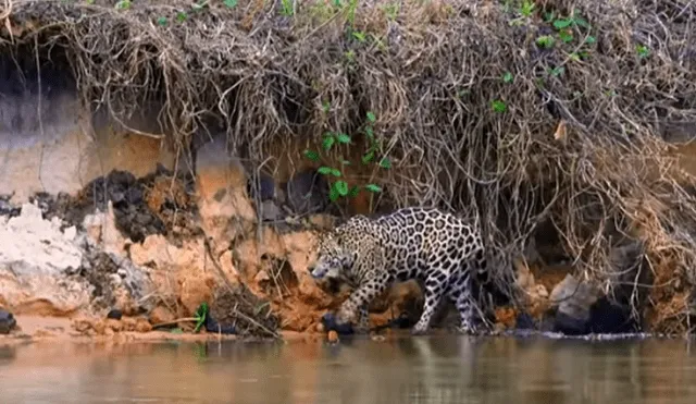 Desliza hacia la izquierda para ver las imágenes del viral de YouTube que revela por qué lo felinos le temen al agua.