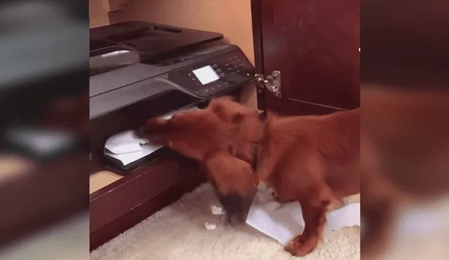 Facebook viral: Chico graba el preciso instante en que su travieso perro 'devora' su tarea [VIDEO]