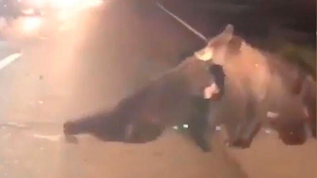 Oso bebé queda malherido en carretera y su ‘amigo’ lo arrastra para salvarlo [VIDEO]