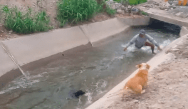 Facebook viral: perro de la calle es arrojado a acequia y valeroso peruano le salva la vida [VIDEO]