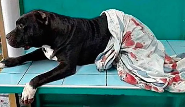 Trujillo: disparan a perro pitbull tras frustrar robo de vivienda