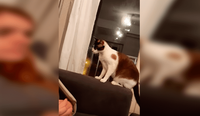 Desliza las imágenes hacia la izquierda para apreciar la reacción de un gato cuando la novia de su dueño lo asustó.