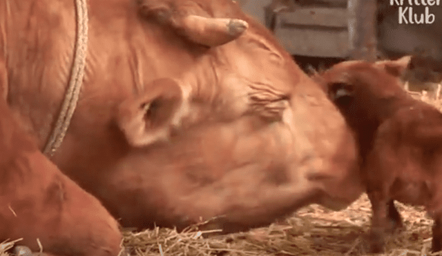 YouTube viral: perro llora de emoción al reencontrarse con vaca que lo cuidó desde bebé 