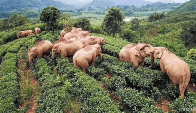 El grupo de elefantes entró a un viñedo y acabaron completamente ebrios tras consumir vino de maíz.
