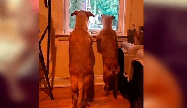 Vía Facebook: perro encontró a su gemelo callejero y convenció a su dueña para que lo adopten