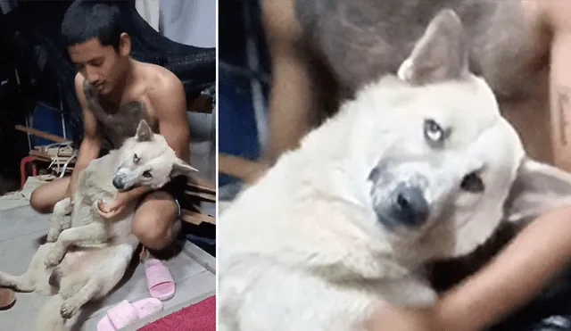 YouTube viral: perrito no quiso que dueño lo bañe y fingió su muerte [VIDEO]