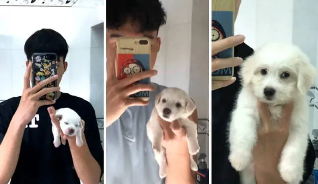 El video de Facebook muestra el crecimiento de la mascota durante dos meses. Foto: Captura/Facebook/Tấn Phát