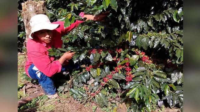 Puno: 830 familias de Yanahuaya mejoraron su calidad de vida sembrando café