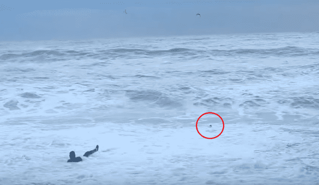 YouTube: mujer se arroja al mar para rescatar a su perro [VIDEO] 