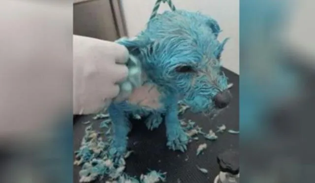 México: conmoción por caso de perrita que falleció tras ser torturada y pintada de azul 