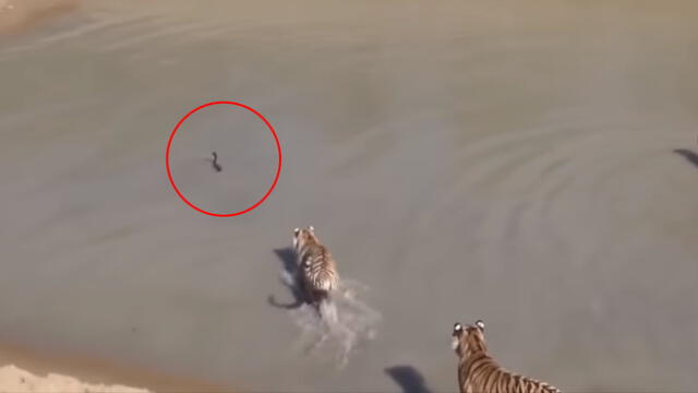 En Youtube: Pato hace frente a cuatro tigres y el resultado es inesperado [VIDEO]
