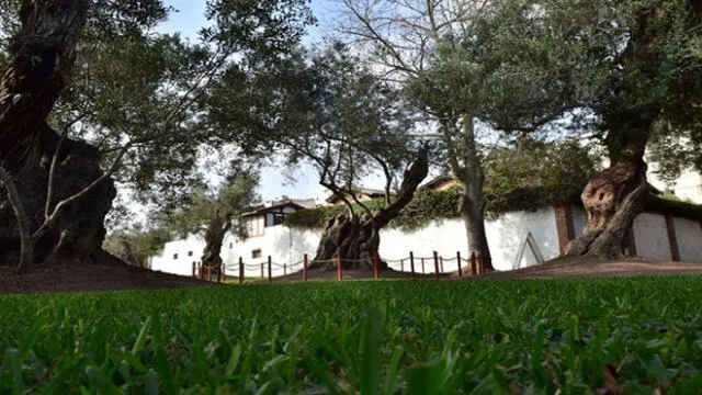 Estudios determinan ubicación de árbol de olivo plantado por San Martín de Porres