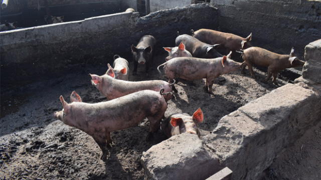 Huarochirí: clausuran criadero informal de ganado porcino en zona urbana 