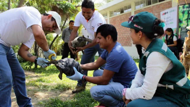 Devolverán a Ecuador 26 tortugas galápagos rescatadas hace un año