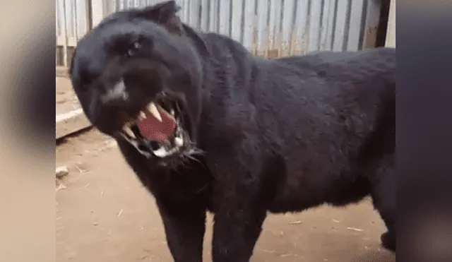 Turista se topa con voraz pantera y se acerca demasiado al animal.