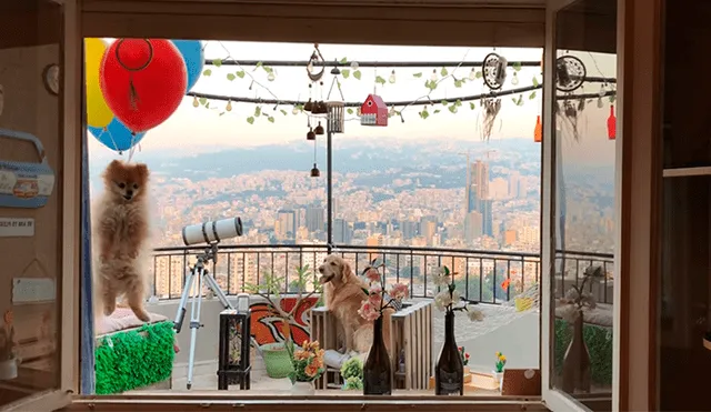 Facebook: Captan el momento exacto en que globos elevan por los cielos a un perro [VIDEO]