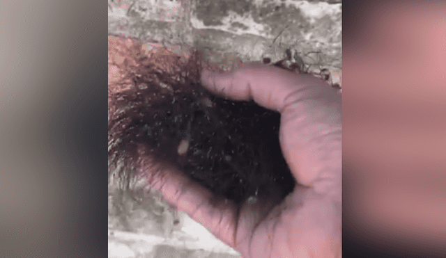 YouTube viral: cree haber encontrado una extraña criatura ‘peluda’, la agarra y queda totalmente aterrado