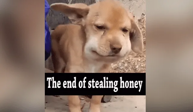 A través de TikTok se hizo viral el momento en que un curioso perro recibe picaduras de varias abejas tras acercarse a un panal.