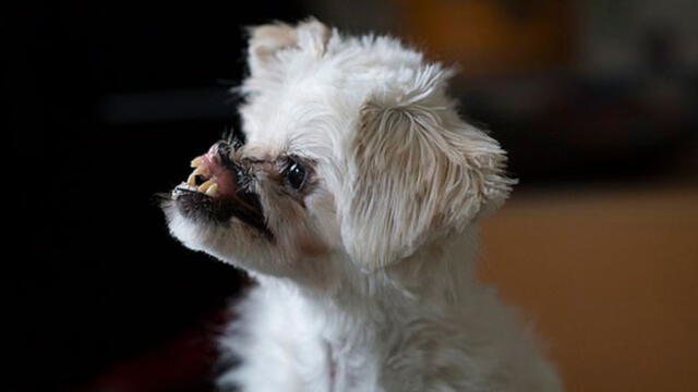 La nueva vida de Mugsy, la perrita de 7 meses desfigurada con ácido en la cara [VIDEO]
