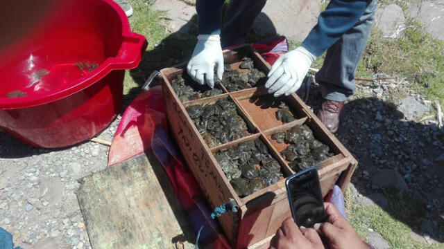 Moquegua: Incautan cerca de dos mil ranas en bus interprovincial