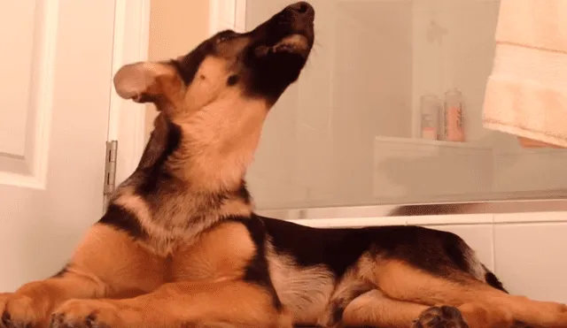 Perro canta al ritmo de su dueño en la ducha y se roba el show en las redes [VIDEO] 