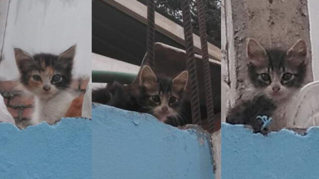Gatitos abandonados buscan hogar con urgencia. Foto: Composición