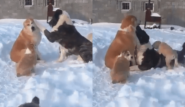 Facebook viral: perro busca la atención de su compañera y recibe la peor de las indiferencias