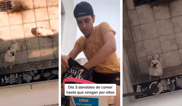 Desliza las imágenes hacia la izquierda para observar la noble acción de un joven para ayudar a unos indefensos perros.