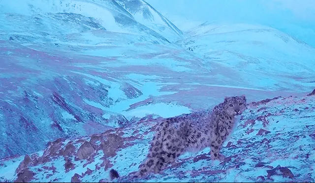 'Pantera rosa' es captada paseando por un parque nacional de Siberia.