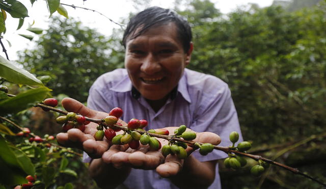 El agricultor Raúl Mamani y la ruta del mejor café del mundo [FOTOS]