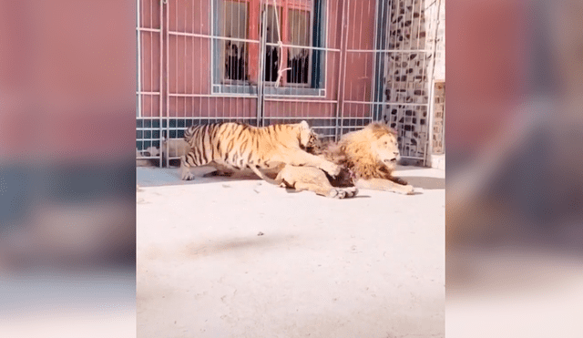 Cómo usar el truco de Google para ver un tigre y otros animales en