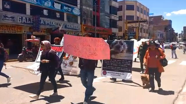 Juliaca se sumó a lucha contra la muerte de animales durante las elecciones  [VIDEO]