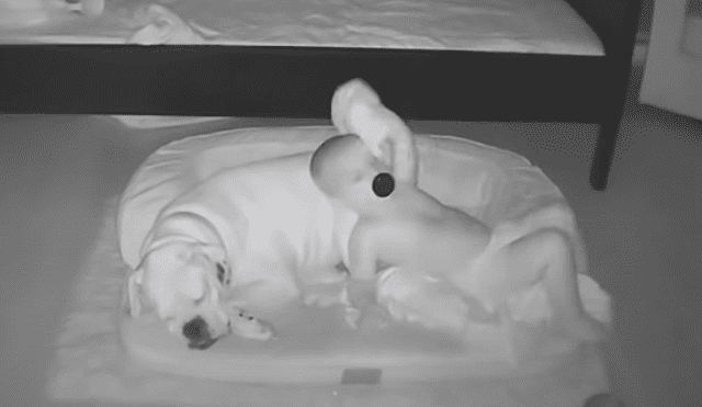 Un bebé no quería seguir durmiendo solo y se bajó de su cama para acostarse con su perro. Foto: YouTube