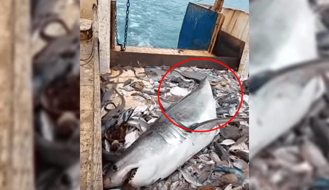 Vía Facebook: miles se asombran con gesto de pescadores luego de atrapar un tiburón [VIDEO]