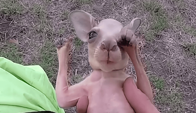 Tierno CANGURO BEBE en su bolsa - kangaroo baby 