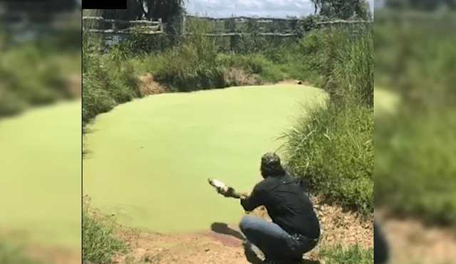 Facebook viral: hombre visitó pantano abandonado, se acerca y enorme reptil intentó devorarlo [VIDEO] 